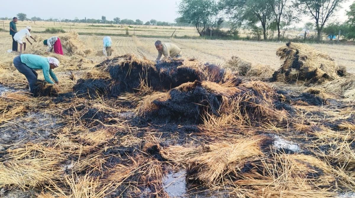 खेत में भीषण आग से गेहूं की फसल राख करेड़ा खुर्द में 2 बीघा फसल जलकर नष्ट, किसान को भारी नुक्सान