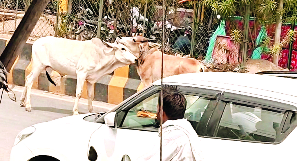 नीलकंठ चौराहे पर आवारा पशुओं का तांडव, सडक़ बनी रणभूमि, कई वाहन क्षतिग्रस्त