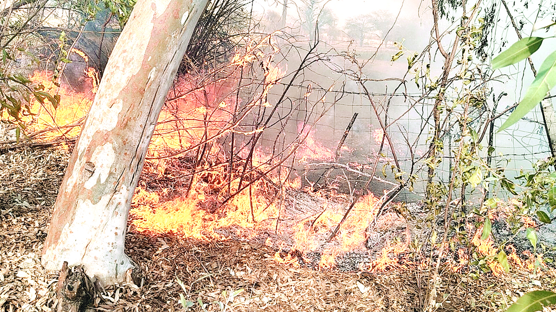 सरकारी नर्सरी में लगी भीषण आग, सफेदे के पेड़ और नीचे पड़े कचरे में भडक़ी आग