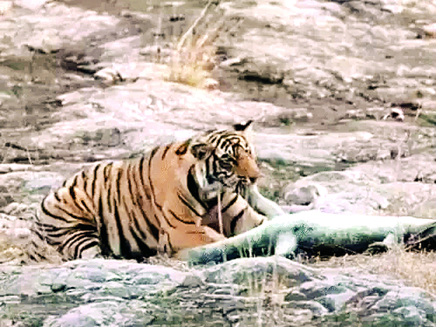 रणथंभौर- बाघिन ने मगरमच्छ का किया शिकार, तालाब किनारे आया तो जबड़े में दबोचा