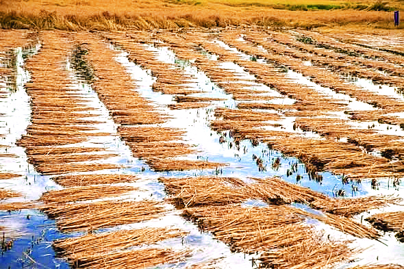 बेमौसम बारिश के फसलों को नुकसान, केंद्र सरकार ने राज्यों से मांगी रिपोर्ट, एक और पश्चिमी विक्षोभ सक्रिय होगा